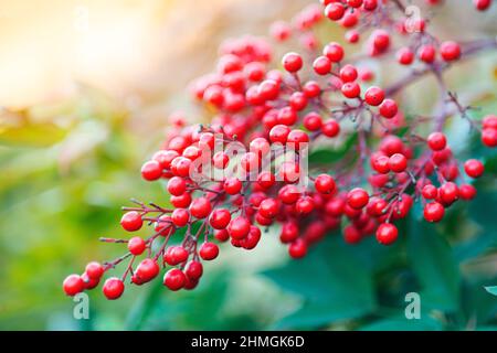 Nandina Domestica Plant, Heavenly Bamboo Stock Photo