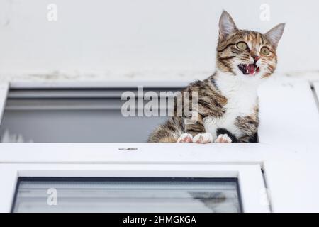Bottom-up view on a meowing short-haired brown striped kitten is sitting in white window Stock Photo