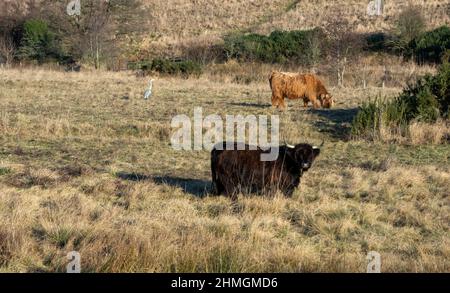 Highland cattle and heron Stock Photo