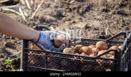 Freshly harvested organic potato crop. Farmer in the garden. selective focus Stock Photo