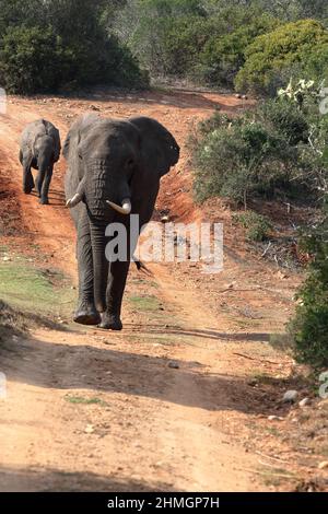 Vertical shot of the female African elephant walking along the path with her young following. Stock Photo