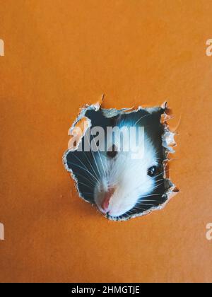 Curious white rat is peeking out from the hole in the cardboard box. Cute pet. Mouse has nibbled the pasteboard Stock Photo