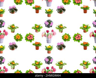 Large seamless pattern bright fresh violets and tulips isolated on white background. Stock Photo