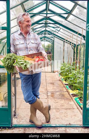 Full Length Portrait Of Senior Man Holding Box Of Home Grown Vegetables In Greenhouse Stock Photo