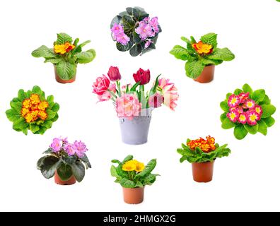 Large collection of multicolored fresh violets and tulips isolated on white background. Stock Photo