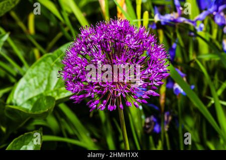 An Allium hollandicum 'Purple Sensation' purple flower head, close-up in a north London spring garden, London, UK Stock Photo