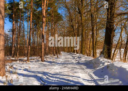 Forest road in winter with a lot of snow, lanes of trucks in the snow Stock Photo