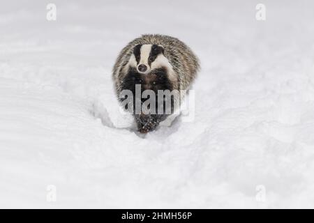 Badger, Meles meles, in winter Stock Photo