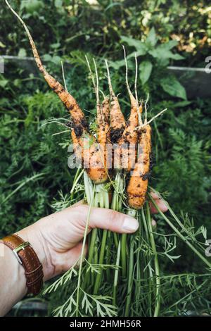 Freshly harvested carrots held in hand Stock Photo