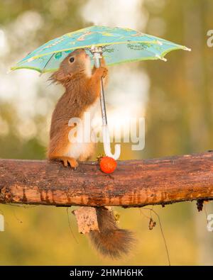young red squirrel standing under umbrella with strawberry Stock Photo
