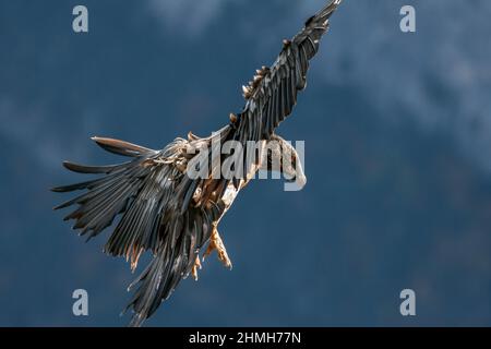 Bearded vulture, Gypaetus barbatus, landing Stock Photo