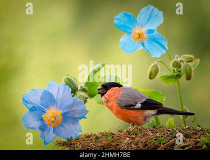 profile of bullfinch standing in front of flowers with seed in mouth Stock Photo