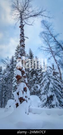 birch tree with 'vrills' in a winter forest Stock Photo