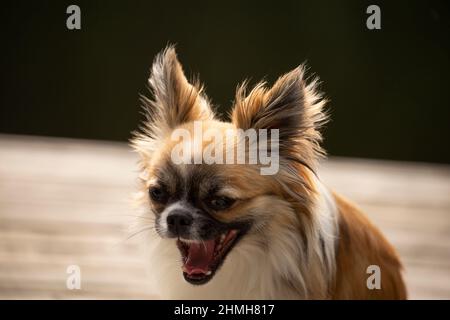 Sable long 2024 haired chihuahua