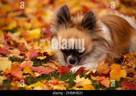 Long-haired Chihuahua laying on the ground, colorful leaves around, October, Finland Stock Photo