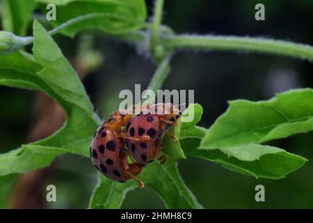 Ladybugs mating on green leaves. Stock Photo