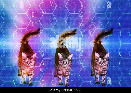pet cat cloning concept Stock Photo - Alamy