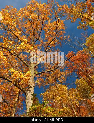 Europe, Germany, Hesse, Waldecker Land, Kellerwald-Edersee National Park, Bad Wildungen, autumn-colored beech forest on the Kahler Hardt Stock Photo
