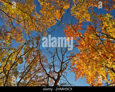 Europe, Germany, Hesse, Waldecker Land, Kellerwald-Edersee National Park, Bad Wildungen, autumn-colored beech forest on the Kahler Hardt Stock Photo