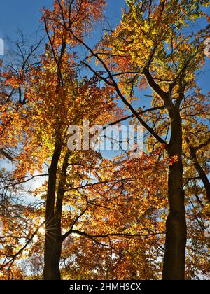Europe, Germany, Hesse, Waldecker Land, Kellerwald-Edersee National Park, Bad Wildungen, autumn-colored beech forest on the Kahler Hardt Stock Photo