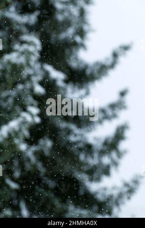 Winter forest, snowflakes in front of snow-covered spruce trees, blurred background, Germany, Hesse Stock Photo