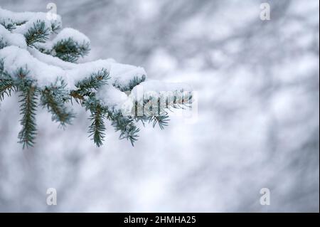 Winter forest, snow-covered spruce branches (blue spruce), Germany, Hesse Stock Photo