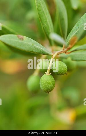Green olives (Olea europaea) hanging on the tree, Catalonia, Spain, Europe Stock Photo