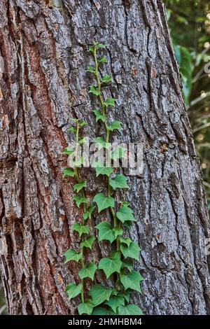 Common ivy (Hedera helix) growing on a tree trunk, Catalonia, Spain, Europe Stock Photo