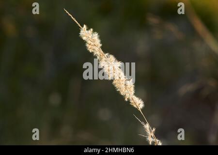 hairy melic (Melica ciliata), seeds, Catalonia, Spain, Europe Stock Photo