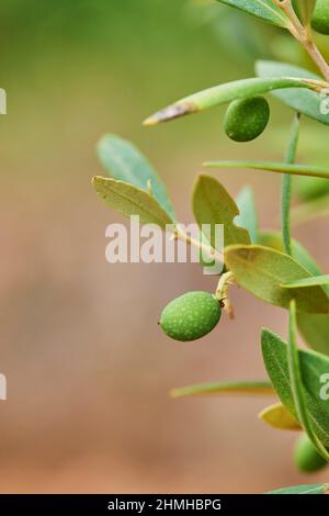 Green olives (Olea europaea) hanging on the tree, Catalonia, Spain, Europe Stock Photo