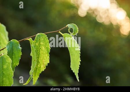 Nettle tree (Celtis australis), leaves, Catalonia, Spain, Europe Stock Photo
