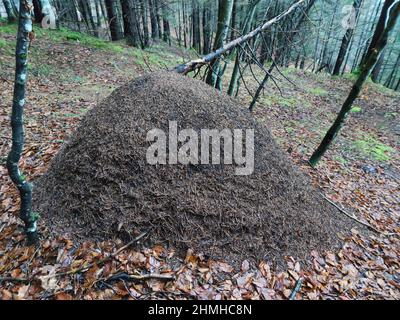 very big anthill in mountain forest Stock Photo