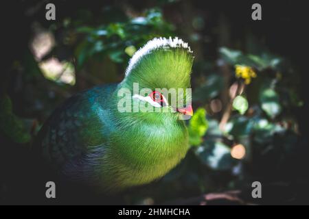 Knysna lourie, Tauraco corythaix, Plettenberg Bay, South Africa, Africa Stock Photo