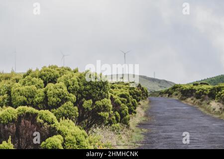 Tree heath, Erica arborea, mountain road, wind turbine, fog, Montanha do Pico, Pico, Azores, Portugal Stock Photo