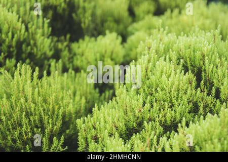 Tree heath, Erica arborea, Montanha do Pico, Pico, Azores, Portugal Stock Photo