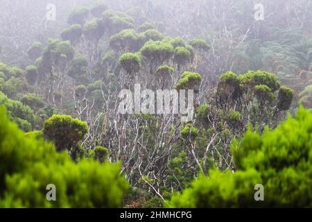 Tree heath, Erica arborea, enchanted mystical cloud forest, Montanha do Pico, Pico, Azores, Portugal Stock Photo