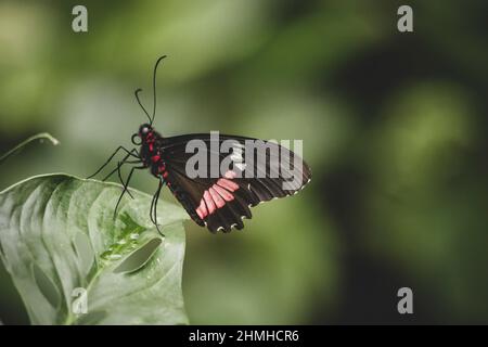 swallowtail butterfly, Papilionidae, summer, Mainau Island, Lake Constance, Baden-Wuerttemberg, Germany, Europe Stock Photo