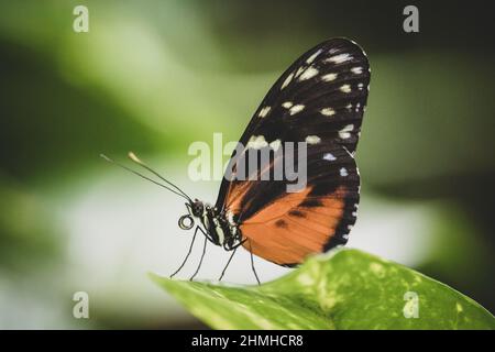 Braid butterfly, Nymphalidae, summer, Mainau Island, Lake Constance, Baden-Wuerttemberg, Germany, Europe Stock Photo