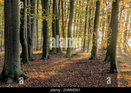 Autumn beech forest in Neetze Stock Photo