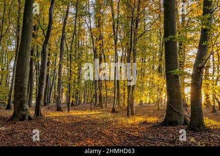 Autumn beech forest in Neetze Stock Photo