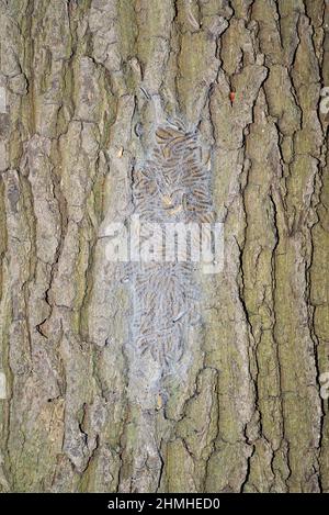 Oak processionary moth (Thaumetopoea processionea), caterpillars in a cob nest, North Rhine-Westphalia, Germany