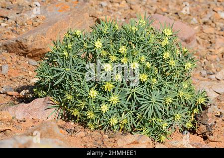King Juba Spurge (Euphorbia regis-jubae), Fuerteventura, Canary Islands, Spain Stock Photo