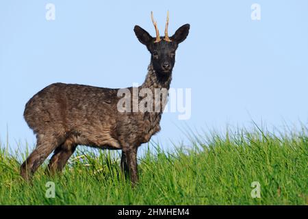 European roe deer (Capreolus capreolus), black roe buck in spring, Lower Saxony, Germany Stock Photo