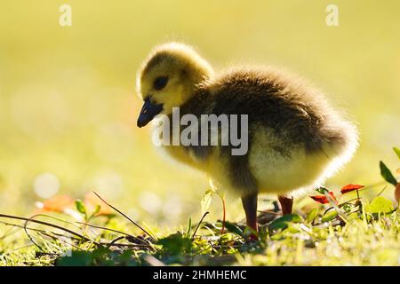 Canada goose (Branta canadensis), chick against the light, North Rhine-Westphalia, Germany Stock Photo