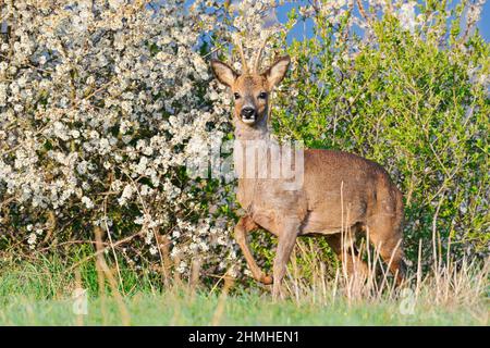 European roe deer (Capreolus capreolus), roebuck in spring, North Rhine-Westphalia, Germany Stock Photo