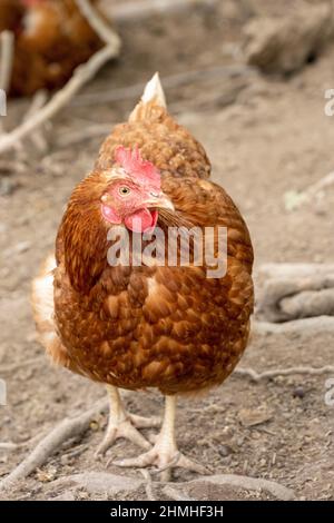 Chickens in a natural setting. Stock Photo