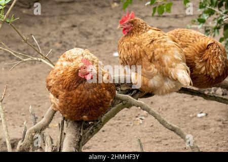 Chickens in a natural setting. Stock Photo