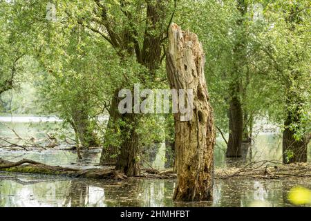 Karlsruhe, old weathered tree stump standing in the water. Stock Photo
