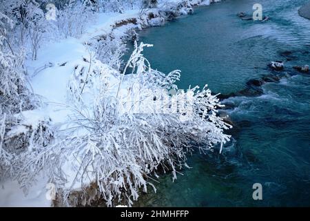 Trees covered with hoarfrost at the Isar river in the Isarwinkel, Upper Bavaria, Germany Stock Photo