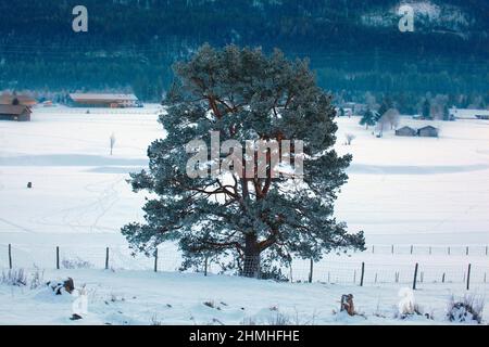 distinctive old pine tree in winter near Wallgau, Upper Bavaria, Germany Stock Photo